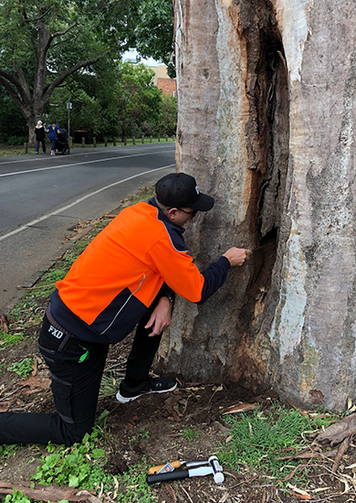 Holes in Tree Trunks  Sydney Tree Removals