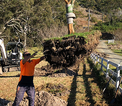 A fully qualified arborist guiding the root ball of a large tree that is being tree transplanted