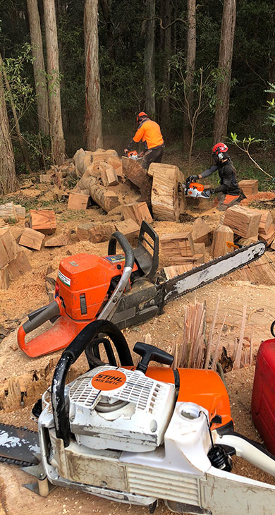 Arborists and grounds men using chainsaws to cut up a trunk from a large tree that had been removed on Scotland Island, NSW