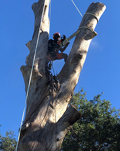 An arborist working his way down a huge gum tree removal using a chainsaw and safety equipment