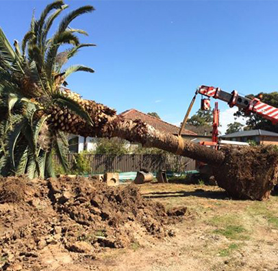 Tree Relocation, Tree Transplanting Sydney Wide