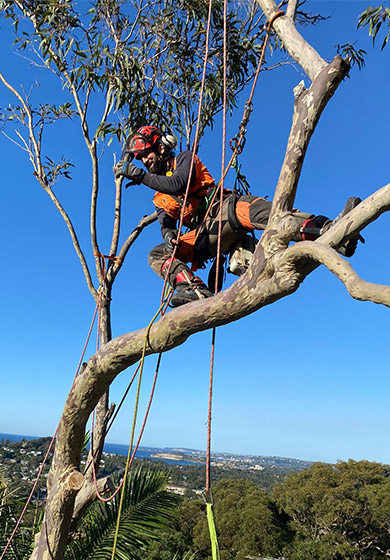 One of the best arborists on the Northern Beaches, NSW pruning a tree whilst swinging on ropes