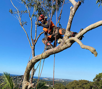 Tree Pruning Thinning Hedging