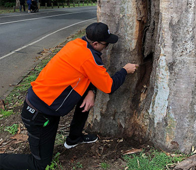 A qualified northern beaches arborist inspecting a tree trunk for an arborist report