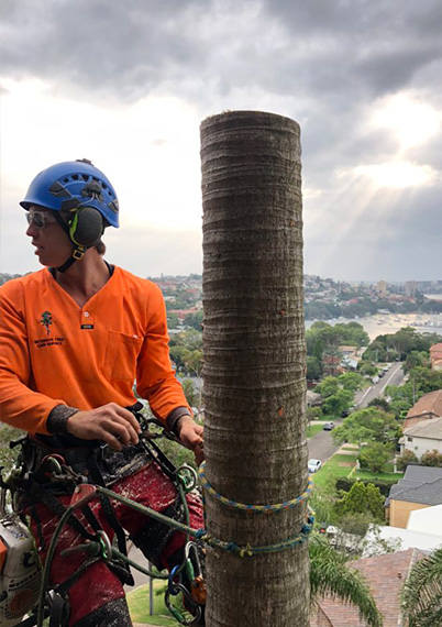 An experienced arborist in safety gear on the truck of a tall tree that is being removed