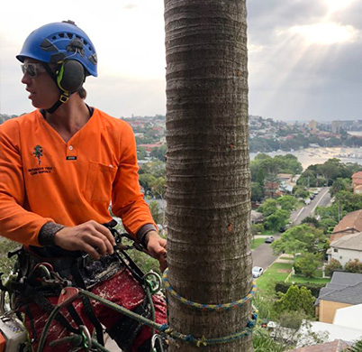 An experienced arborist in safety gear on the truck of a tall tree that is being removed