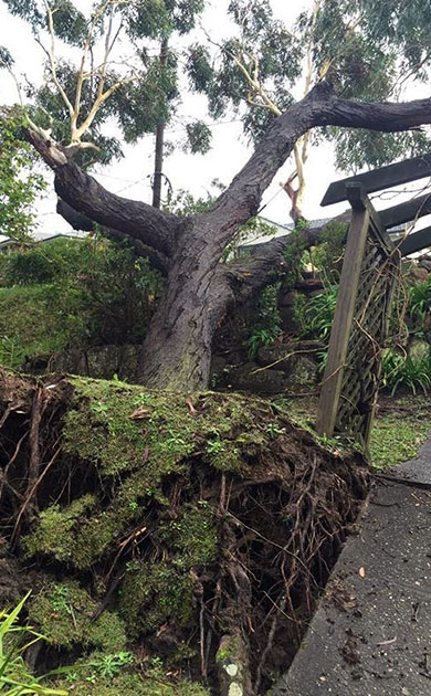 A storm damaged tree, uprooted and fallen on top of a house
