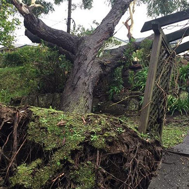 Storm Damage and Emergency Tree Work