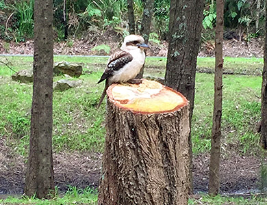 A kookaburra sitting on a stump in Church Point, NSW