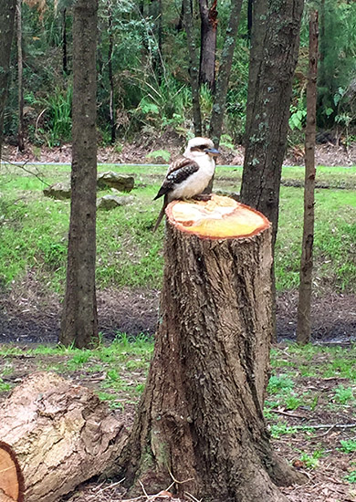 A kookaburra sitting on a stump in Church Point, NSW
