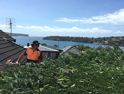 A fully qualified Northern Beaches, NSW arborist using a hedger to prune a tree on a house to improve views of Palm Beach, NSW