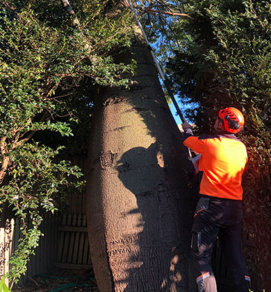 An arborist pruning a gigantic tree from the ground with a pole saw