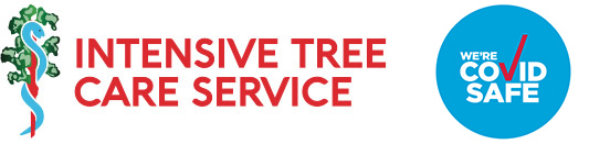 Intensive Tree Care Service Logo Northern Beaches